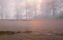 montage10la canee-arbres de brume